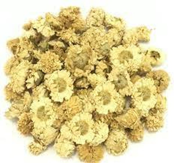 CAMOMILLE ROMAINE, MACELA, ANTHEMIS NOBILIS, Fleurs