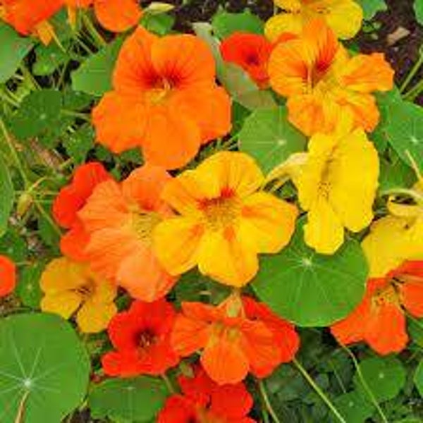 CAPUCINE, Capuchinas, chagas, tropaeolum majus,