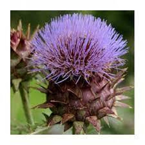 CARDON, Cardo coalho, Cynara cardunculus, fleur