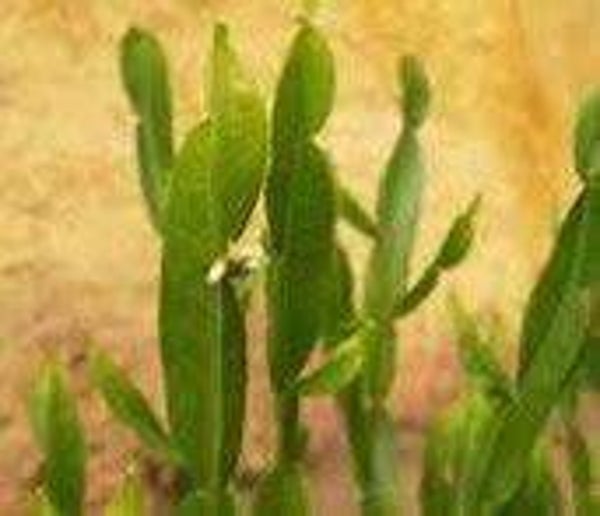 Carqueja amère, baccharis trimera, carqueja baccharis amère, parties aétiennes