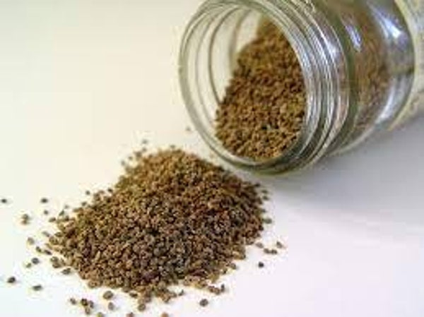 CELERI, Aipo, Apium graveolens, graines