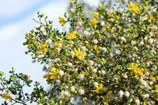 CHAPARRAL, larrea tridentata, GRAINES