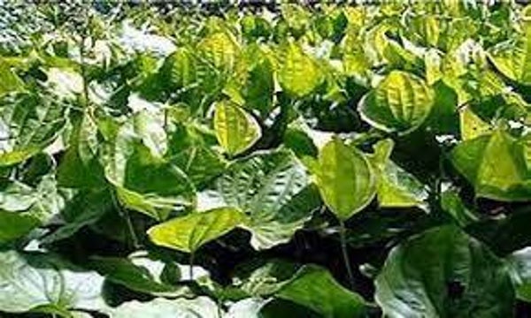 CHAPEAU EN CUIR, CHAPEU DE COURO, CHA MINEIREO, Echinodorus macrophyllus