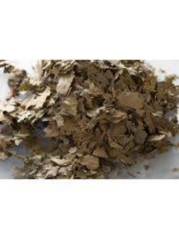 Chataignier, Castanheiro, castanea sativa, FEUILLES