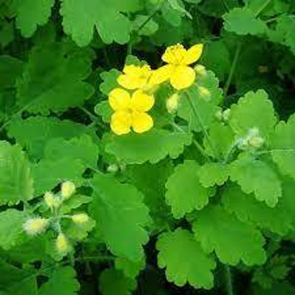 CHELIDOINE, GRANDE CHELIDOINE, Chelidonium majus, Celidonia