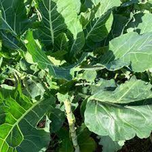 CHOU, couve galega, brassica oleracea, FEUILLES