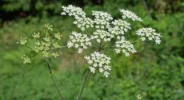 Conium maculatum, cicuta, cigue, TOXIQUE, PARTIES AERIENNES