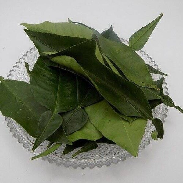 CITRONNIER, CITRON, LIMAO, FEUILLES