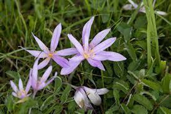 COLCHICINE, Safran des Indes, colquico, colchicum autumnale, GRAINES
