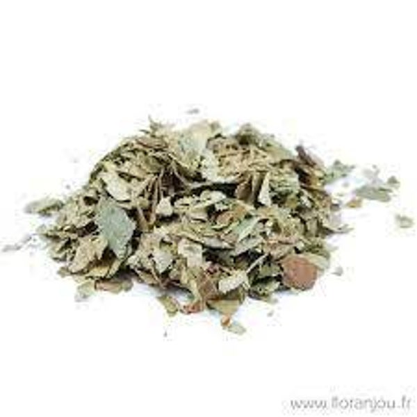 COGNASSIER, COING, MARMELEIRO, CYDONIA VULGARIS, feuilles
