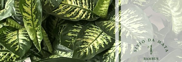 CANNE DU MUET, Comigo ninguem pode, Dieffenbachia picta Schott