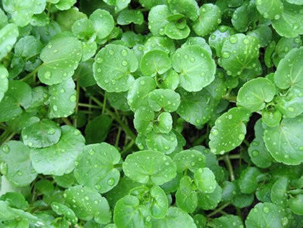 CRESSON, Agriao, Nasturtium officinale
