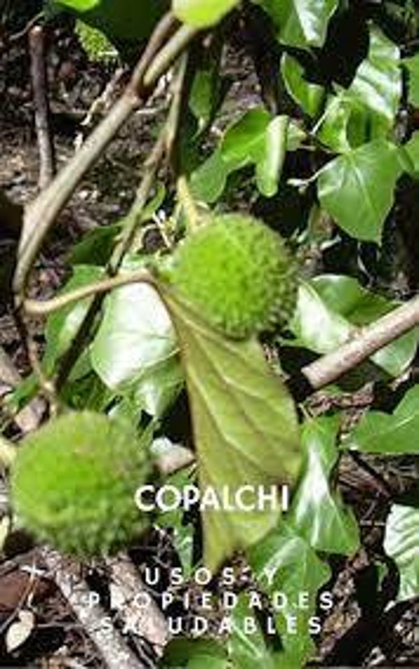 COPALCHI, CROTON NIVEUS, ECORCE