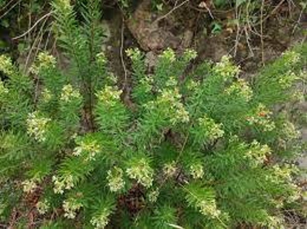 DAPHNE GNIDIUM, DAPHNE GAROU, TROVISCO, feuilles