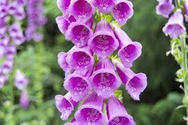 DIGITALE POURPRE (TOXIQUE) (Dedaleira)	Digitalis purpurea	PARTIE AERIENNES
