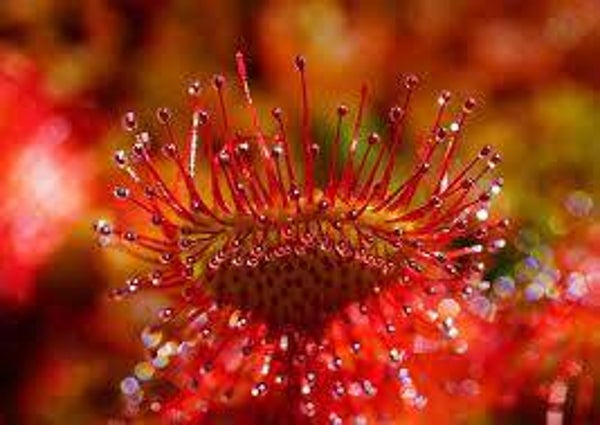 Droséra, drosera rotundifolia, partie aériennes