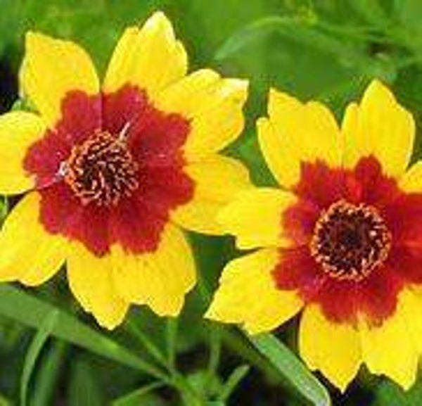 Coreopsis tinctoria, étoiles d'egypte, estrelas do egipto