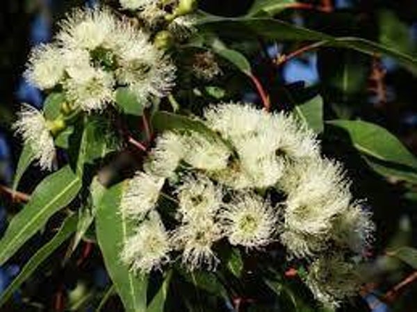 EUCALYPTUS, EUCALUPTUS GLOBULUS, eucalipto, BAIES
