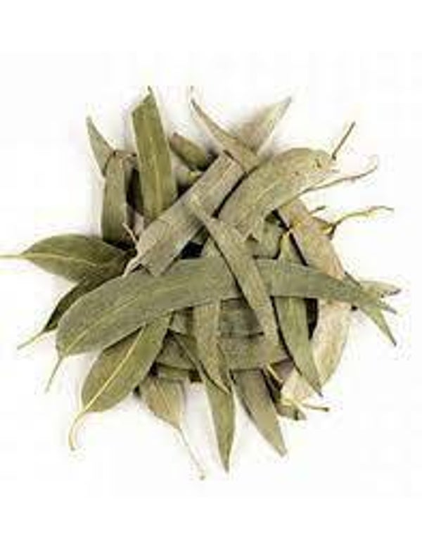 EUCALYPTUS, EUCALUPTUS GLOBULUS, eucalipto FEUILLES