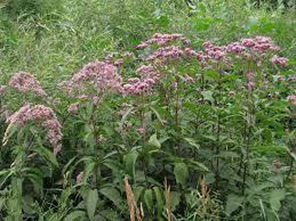 Eupatoire, trevo cervino, eupatorium cannabinum, parties aériennes