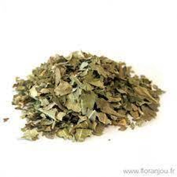 FIGUIER, Figueira, Ficus Carica, FEUILLES