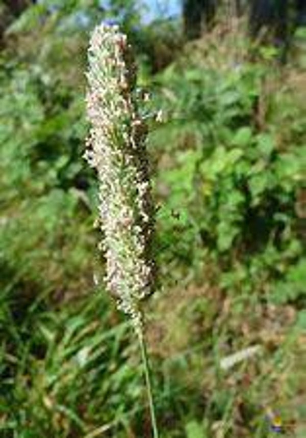 Fléole des Champs, trevo bravo, rabo de gato, phleum pratense, parties aériennes