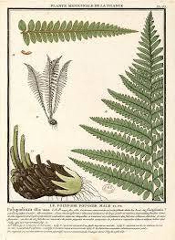 FOUGERE MALE, Feto Macho, Dryopteris filix mas,RACINE