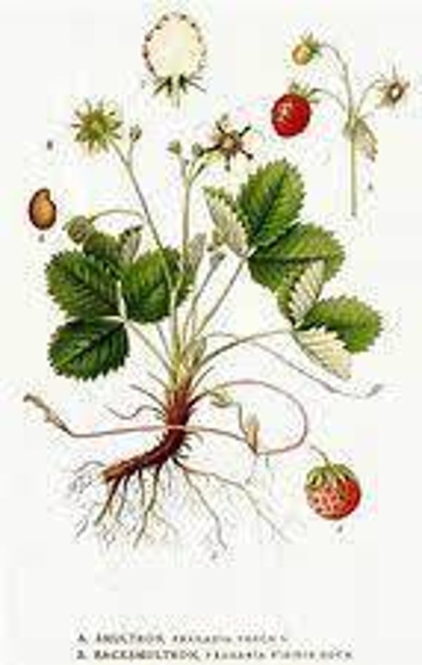 FRAISIER, MORANGUEIRO, FRAGARIA, RACINE