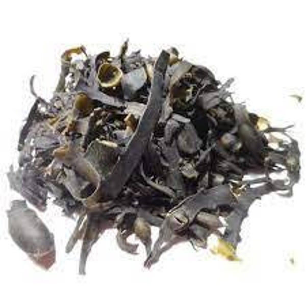 FUCUS, ALGUES MARINES, Fucus Vesiculosos, Algas Marinhas, PLANTE