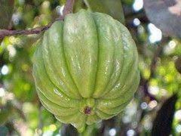 GARCINIA LUCIDA VESQUE, ESSOk, GARCINIA COMBODGIA, FRUITS