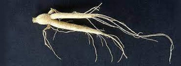 GINSENG BRESILIEN, PFAFFIA PANICULATA, SUMA, RACINES
