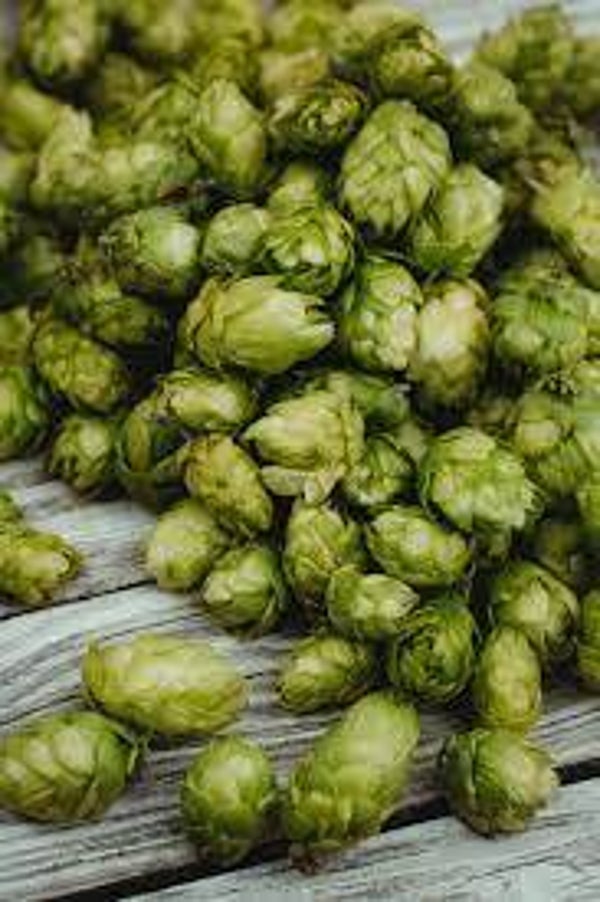 HOUBLON, LUPULO, HUMULUS LUPULUS, Fleurs