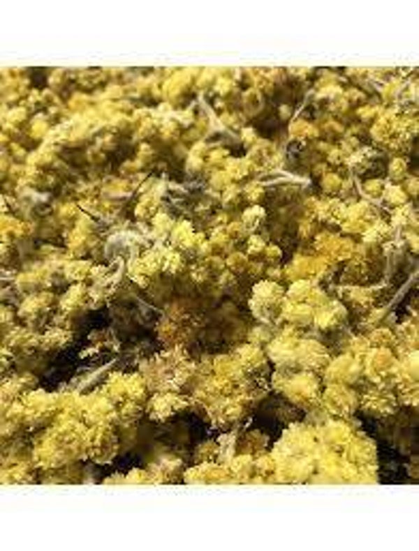IMMORTELLE, perpetuas das areias, helichrysum italicum, parties aériennes