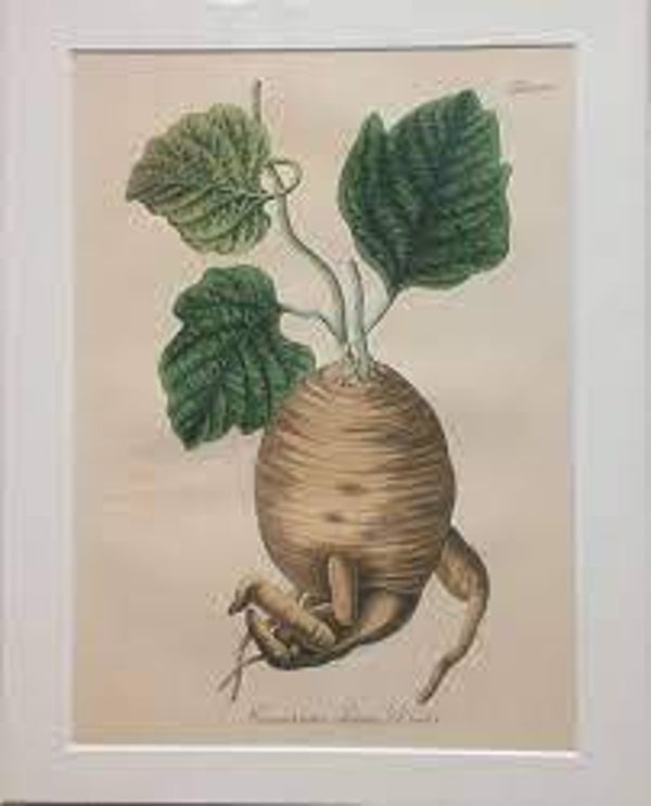 Jalap, Jalapa, Convolvulus jalapa, RACINE