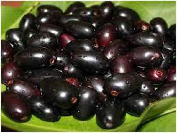 JAMBLON, Jambolao, sysygium jambolanum, FRUITS