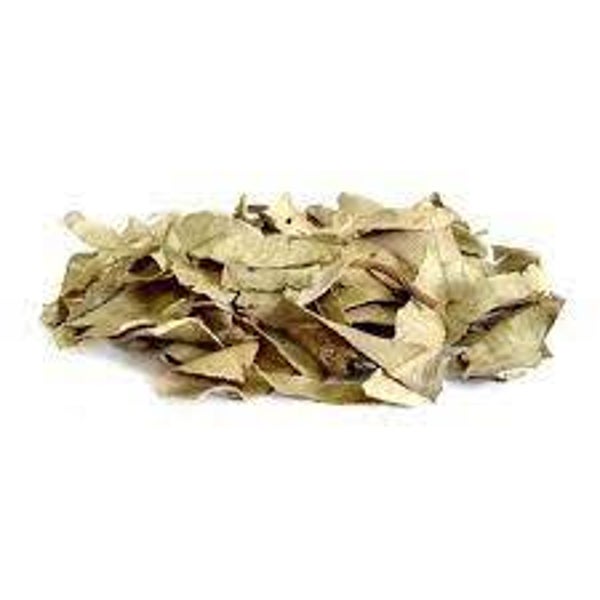 JAMBLON, Jambolao, sysygium jambolanum, FEUILLES