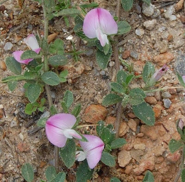 Lampourde épineuse, unha gata, Xanthium spinpsum