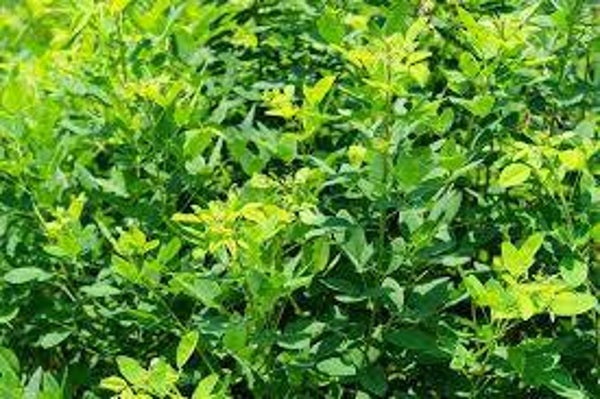 LESPEDEZA, PARTIES AERIENNES