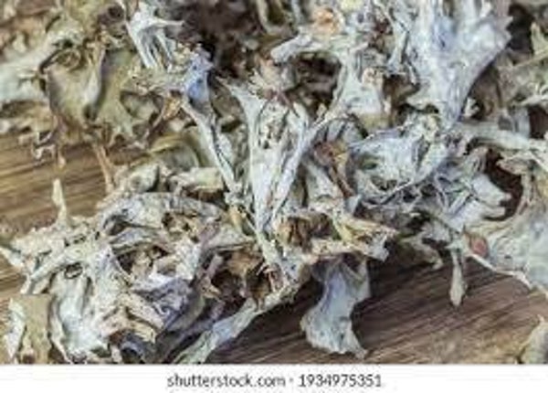 LICHEN D'ISLANDE, musgo islandico, liqen de islandia, cetraria islandica