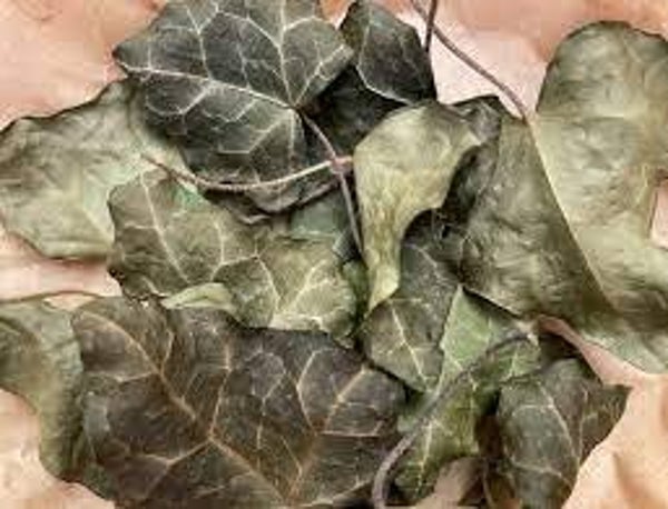 LIERRE GRIMPANT, HEDERA HELIX, HERAS VULGARES, feuilles