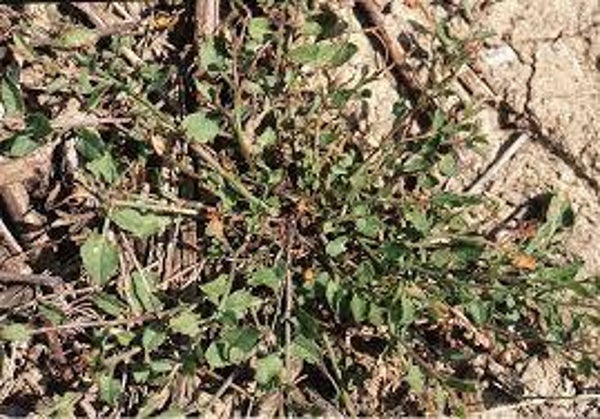 LISERON DES CHAMPS, corriola, convolvulus arvensis