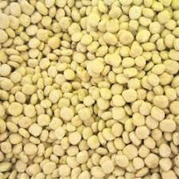LUPIN, Tremoço, Lupinus albus, graines
