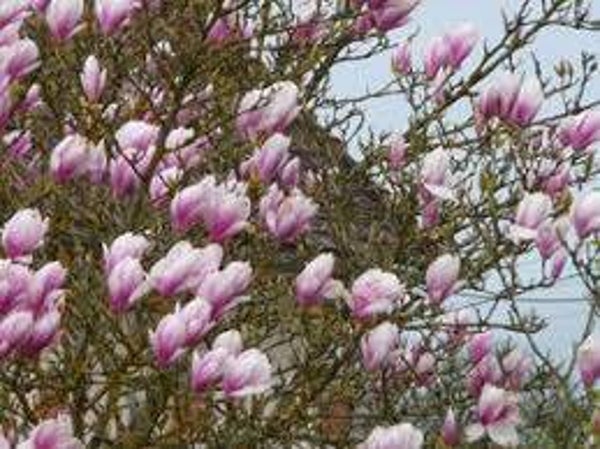 MAGNOLIA, Fleurs