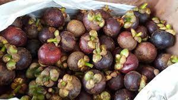 MANGOUSTAN, MANGOSTAO, Garcinia Mangostana, FRUITS