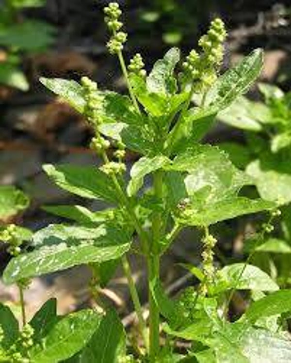 MERCURIALE, Mercurial, mercurialis annua, parties aériennes