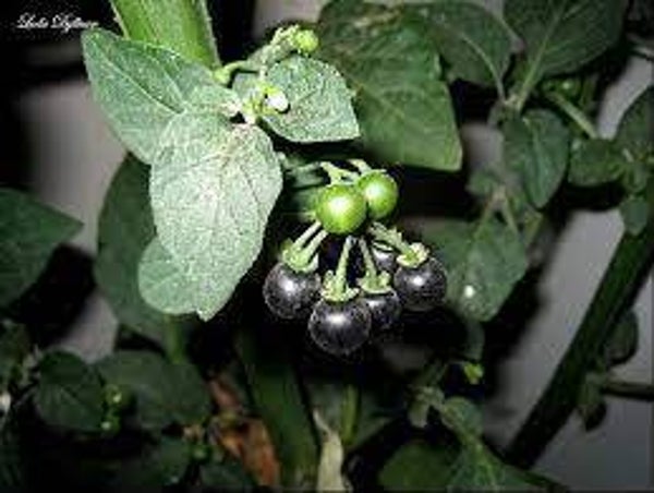 MORELLE NOIRE, erva Moura