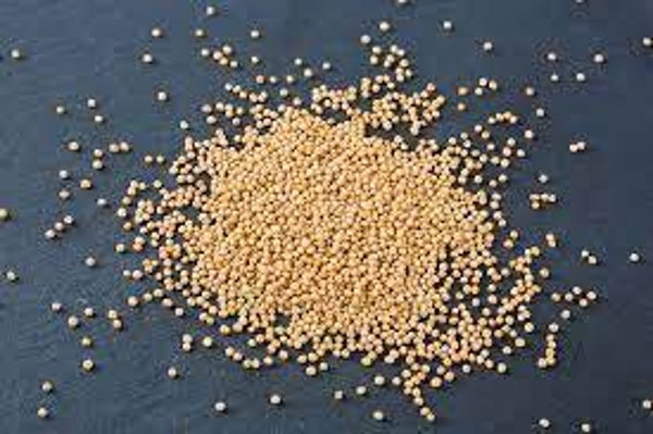 MOUTARDE  BLANCHE, mostarda brance, Sinapsis, graines,
