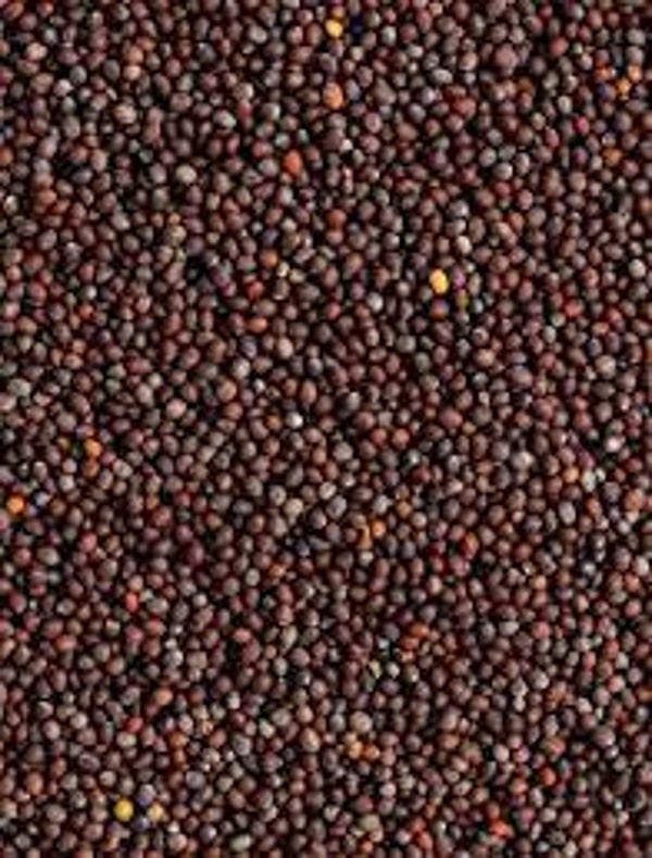 MOUTARDE NOIRE, mostarda preta, mostarda negra, brassica, graines