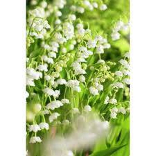 Muguet, convalaria, convallaria majalis, FEUILLES