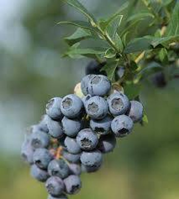 MYRTILLE, ARANDO, Vaccinum Myrtillus, FRUITS